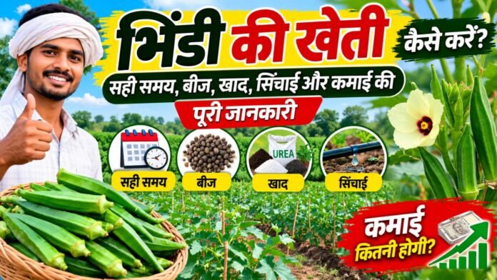 भिंडी की खेती कैसे करें?